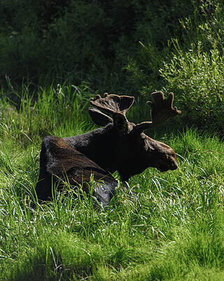 Nature Wall Art featuring the photograph Moose Resting In Sunlit Meadow In Grand Teton National Park by Brandon Wichmann
