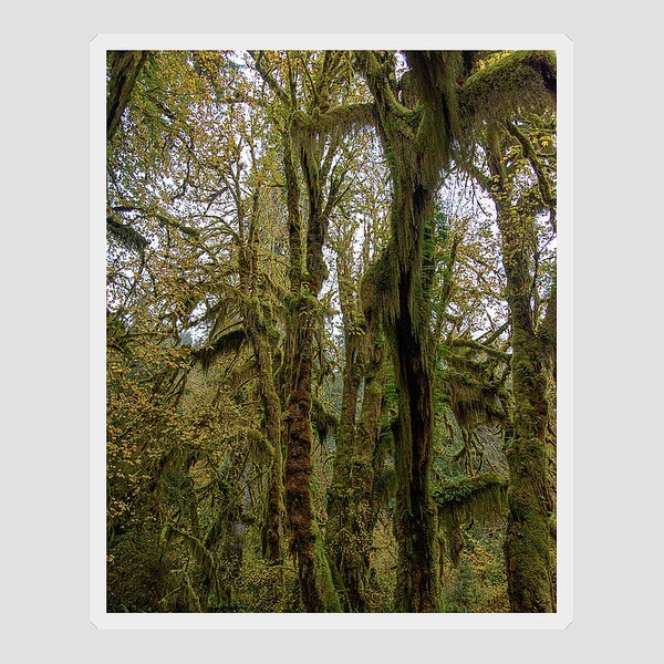 Moss-Covered Trees in a Dense Forest Sticker