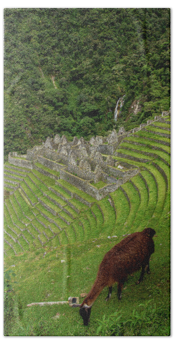 Winay Wayna With Grazing Llama Bath Towel