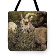 Bighorn Sheep in Zion National Park Tote Bag by Brandon Wichmann