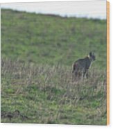 Bobcat in Grassy Field Wood Print