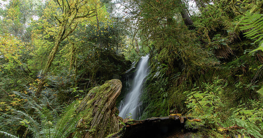 Serene Waterfall in Lush Forest Photograph - Serene Waterfall in Lush Rainforest by Brandon Wichmann