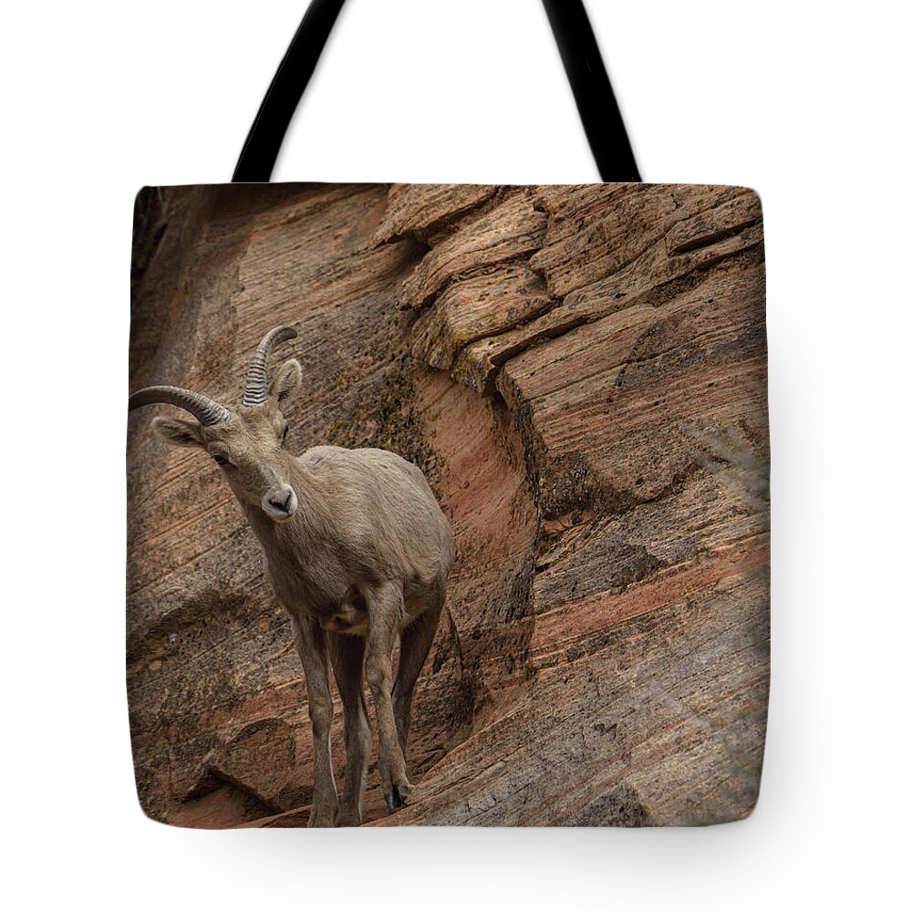 Bighorn Sheep On Rocky Terrain Tote Bag