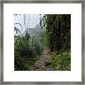 Misty Forest Pathway On The Inca Trail Framed Print