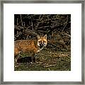 Fox In Sunlit Forest Clearing Framed Print