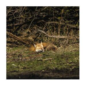 Peaceful Fox in Sunlit Meadow by Brandon Wichmann Peaceful Fox in Sunlit Meadow by Brandon Wichmann