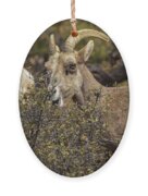 Mountain Goats in Natural Habitat Ornament