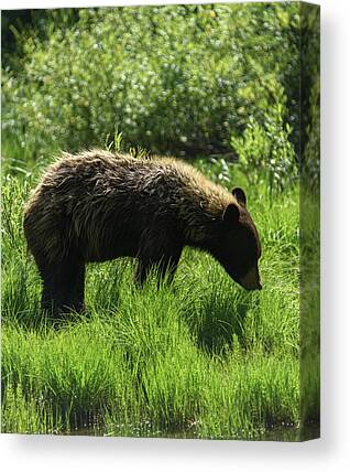 Shop for Wildlife Canvas Prints