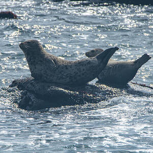 Seals Resting on Rocky Shoreline by Brandon Wichmann
