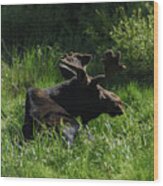 Moose Resting In Sunlit Meadow In Grand Teton National Park Wood Print