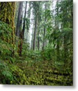 Misty Forest Silhouettes In Olympic National Park Metal Print