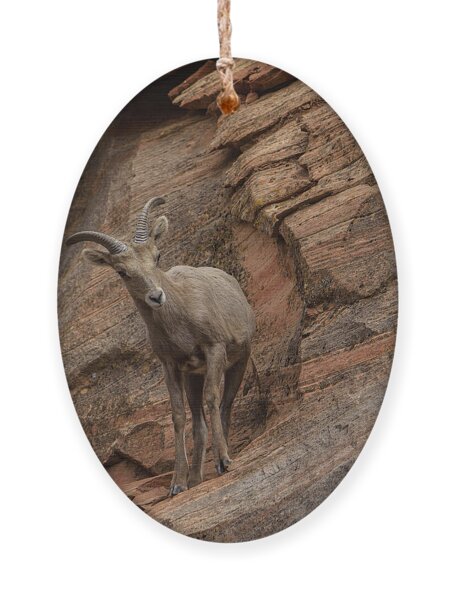 Bighorn Sheep On Rocky Terrain Ornament