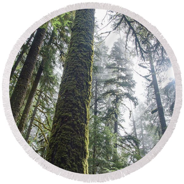 Majestic Forest Canopy In Olympic National Park Round Beach Towel