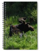 Moose Resting In Sunlit Meadow In Grand Teton National Park Spiral Notebook