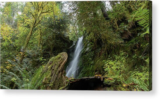 Serene Waterfall in Lush Forest Acrylic Print