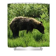 Solitary Bear In Grand Teton National Park Shower Curtain
