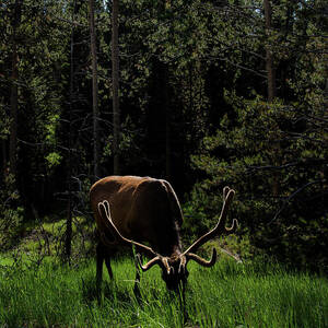 Elk Grazing in a Sunlit Forest in Grand Teton National Park by Brandon Wichmann Elk Grazing in a Sunlit Forest in Grand Teton National Park by Brandon Wichmann