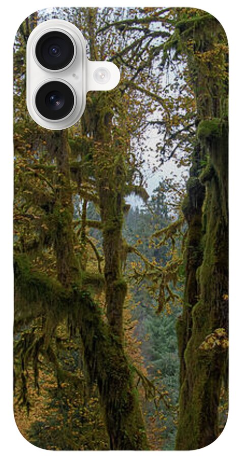 Moss-Covered Forest Trees iPhone Case