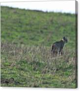 Bobcat in Grassy Field Canvas Print
