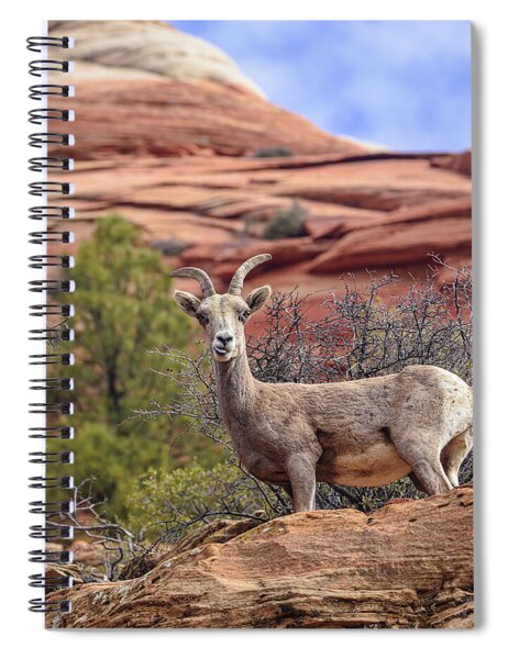 Big Horn Sheep In Zion National Park Spiral Notebook