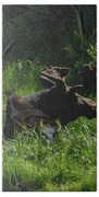 Moose Resting In Sunlit Meadow In Grand Teton National Park Beach Towel