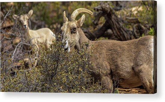 Mountain Goats in Natural Habitat Acrylic Print
