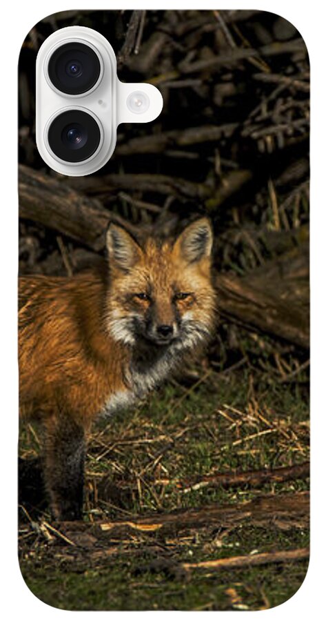 Fox In Sunlit Forest Clearing iPhone Case