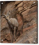 Bighorn Sheep On Rocky Terrain Acrylic Print