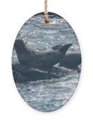 Seals Resting On Rocky Shoreline Ornament