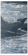 Seals Resting On Rocky Shoreline Bath Towel