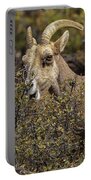Bighorn Sheep in Zion National Park Portable Battery Charger by Brandon Wichmann
