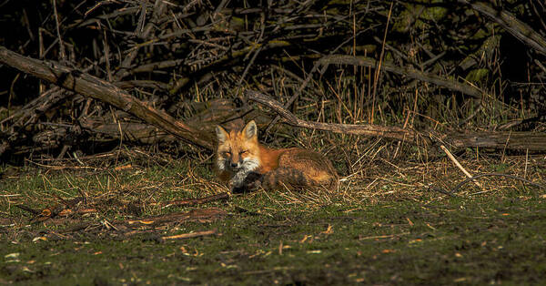 Fox Resting In Sunlit Clearing Art Print