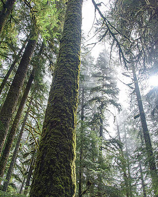 Nature Wall Art featuring the photograph Majestic Forest Canopy In Olympic National Park by Brandon Wichmann