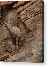 Wilderness Acrylic Prints