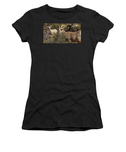 Bighorn Sheep in Zion National Park Women's T-Shirt by Brandon Wichmann