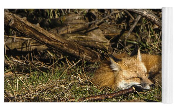 Peaceful Fox in Sunlit Meadow Yoga Mat by Brandon Wichmann