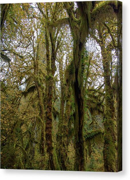 Moss-Covered Trees in a Dense Forest Canvas Art Print by Brandon Wichmann