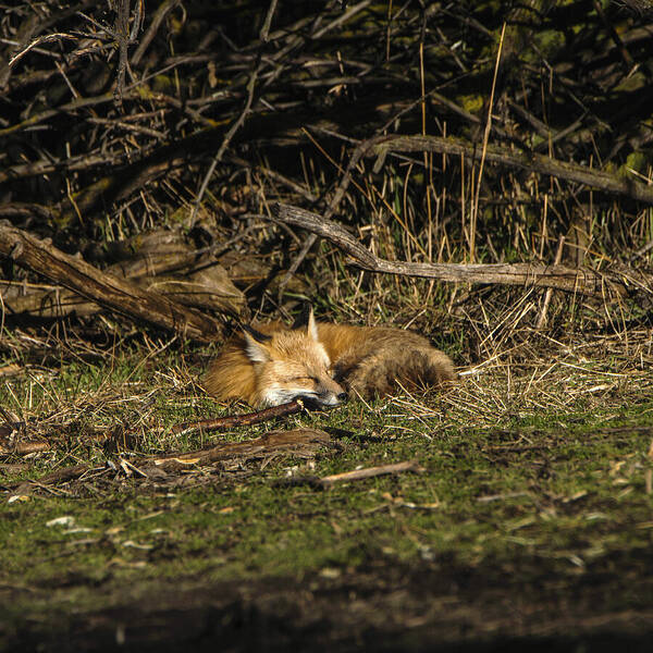 Peaceful Fox In Sunlit Meadow Poster