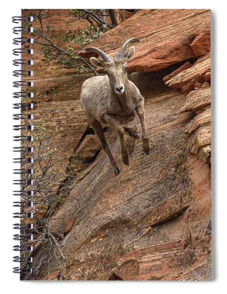 Big Horn Sheep Agile Descent In Zion National Park Spiral Notebook