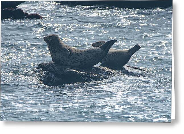 Seals Resting On Rocky Shoreline Greeting Card