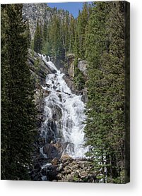Shop for Tree Acrylic Prints