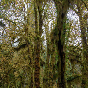 Moss-Covered Trees in a Dense Forest by Brandon Wichmann Moss-Covered Trees in a Dense Forest by Brandon Wichmann