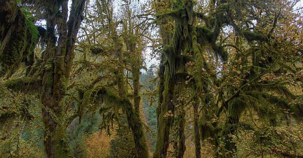 Moss-Covered Forest Trees Art Print