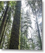 Majestic Forest Canopy In Olympic National Park Metal Print