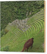 Winay Wayna With Grazing Llama Wood Print