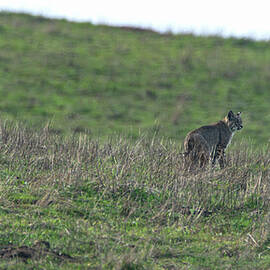 Bobcat in Point Reyes by Brandon Wichmann
