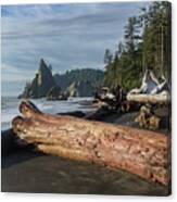 Driftwood on a Pebbled Beach Canvas Print