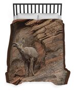 Bighorn Sheep On Rocky Terrain Duvet Cover