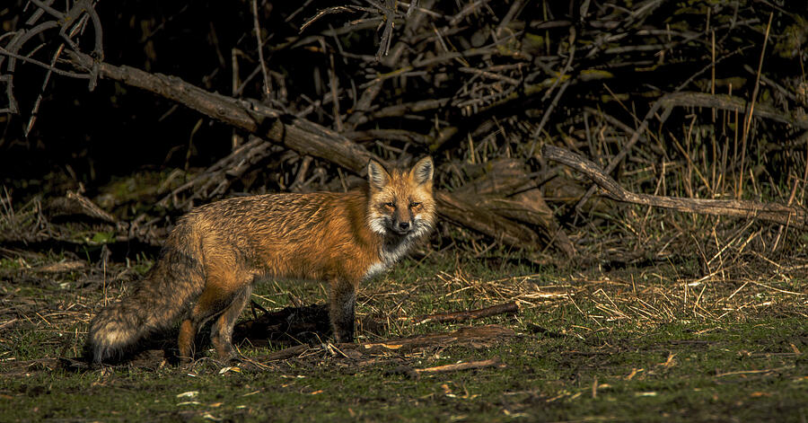 Fox in Sunlit Forest Clearing Photograph by Brandon Wichmann