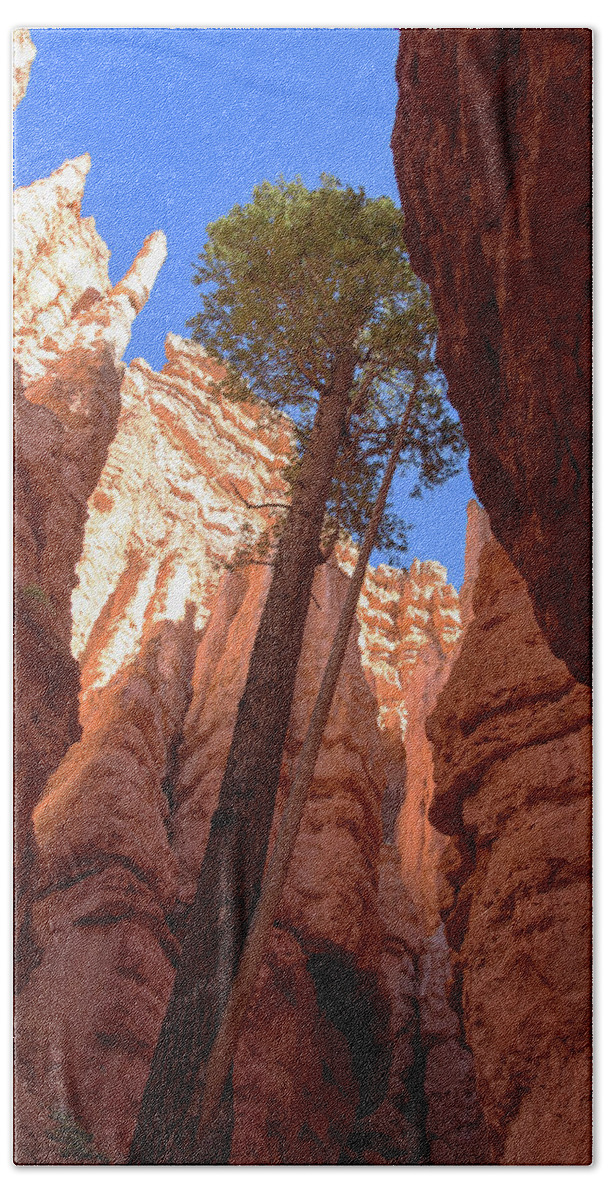 Tree Reaches Skyward In Bryce Canyon National Park Hand Towel